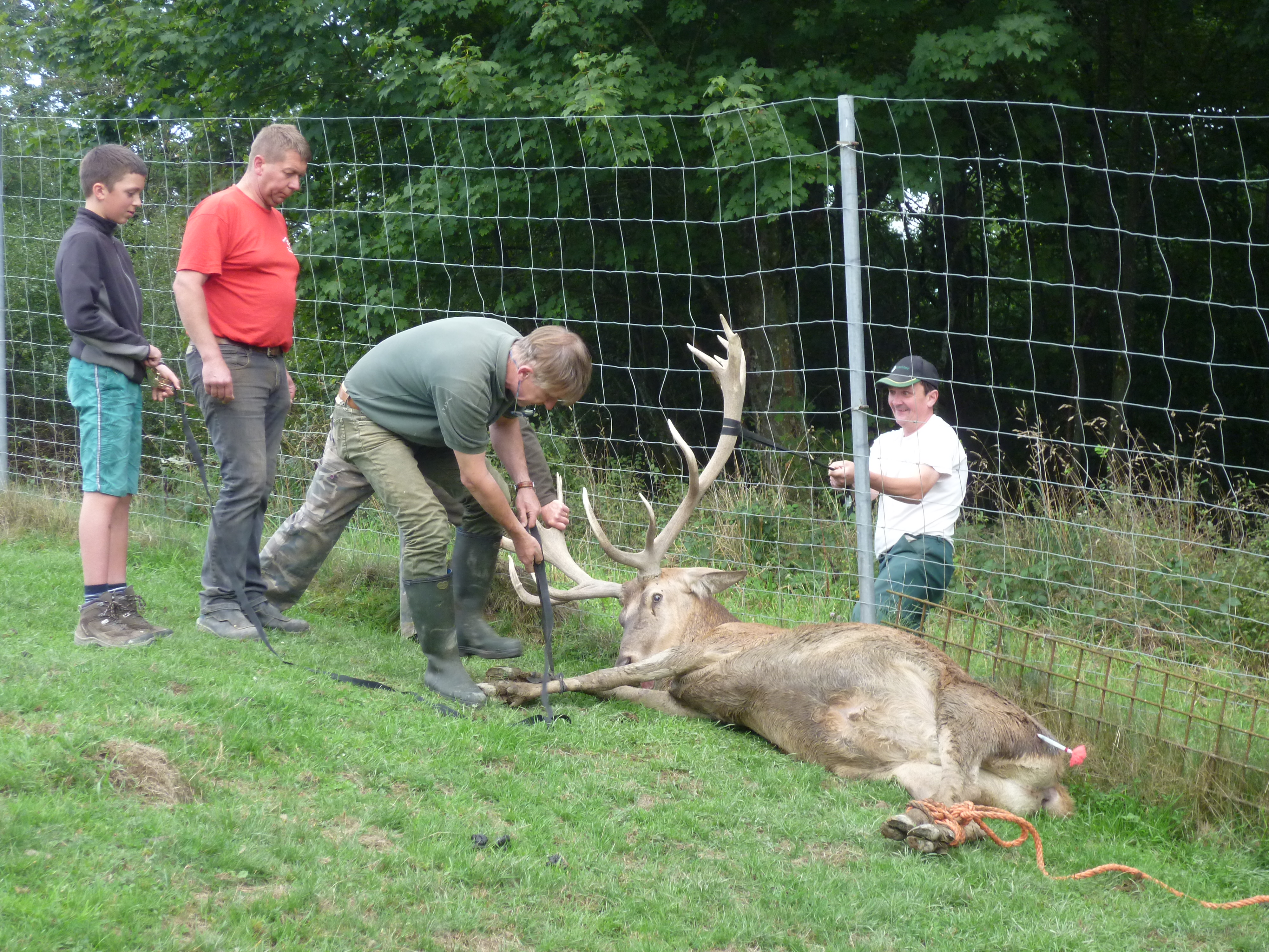 image de cerf